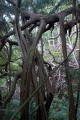 Lord Howe Island_20061214_008